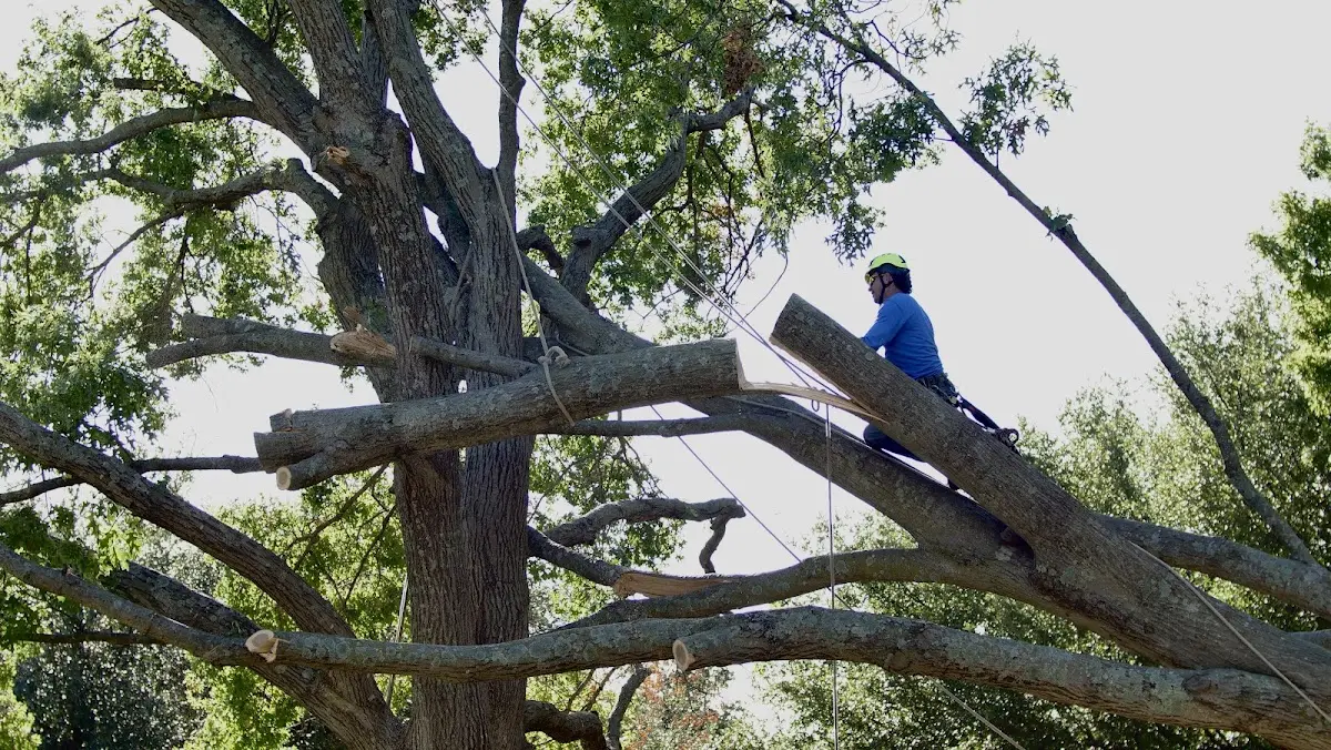 Professional Crown Thinning performed by certified arborists in Ansonia