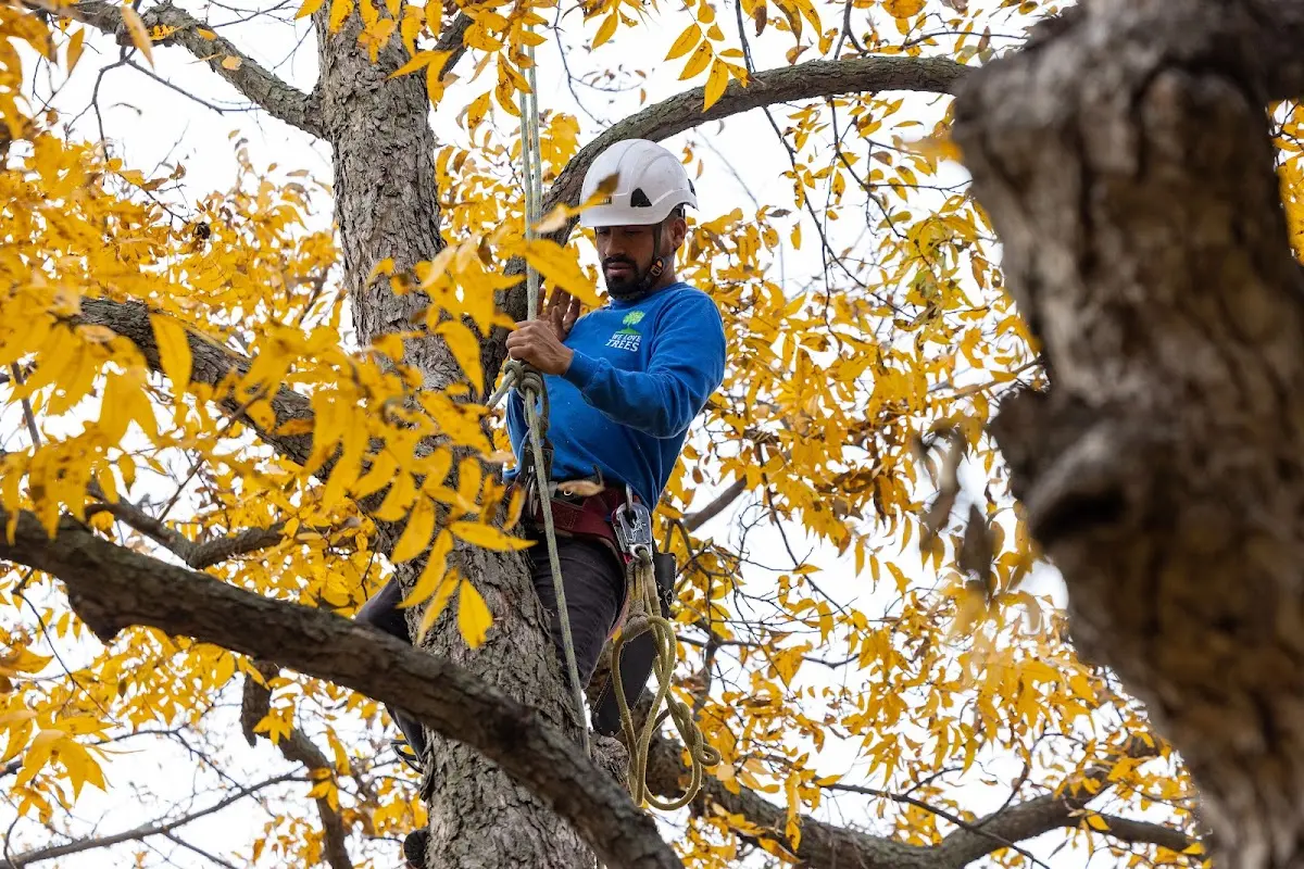 Skilled Tree Trimming crew working in Ansonia